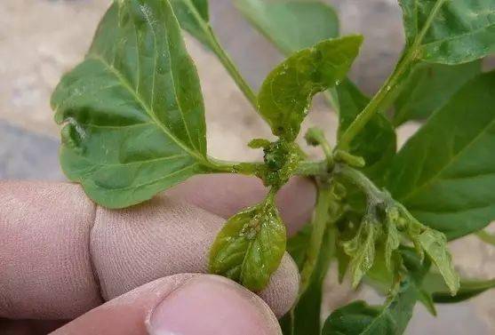 辣椒卷叶问题汇总(完全版)_叶面积_叶片_植株