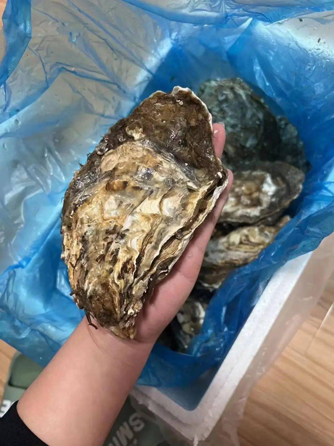 乳山极品生蚝王~特级10斤装,省内包邮到家_关火_时候_平面