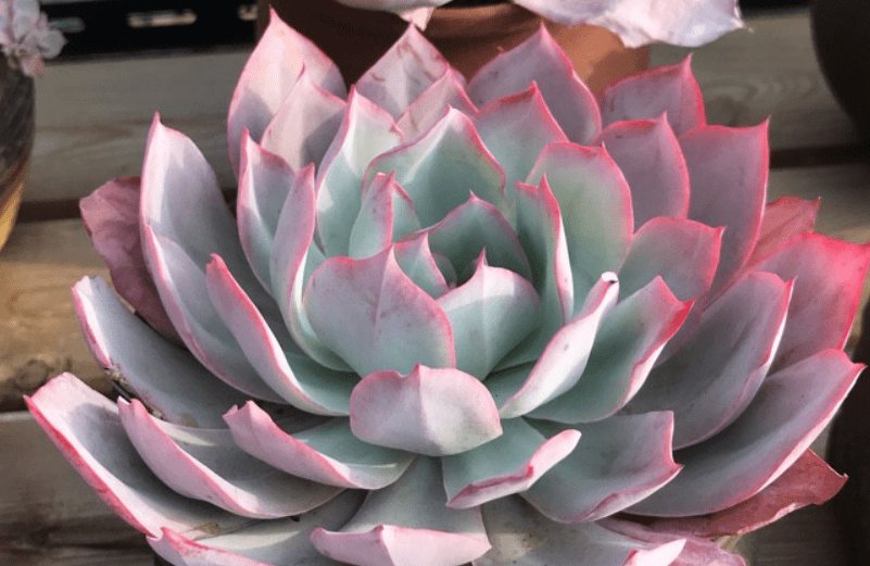 多肉龙赞尼虽有4个别名,且颜值堪比蓝光,但它们不是同一种多肉_叶片