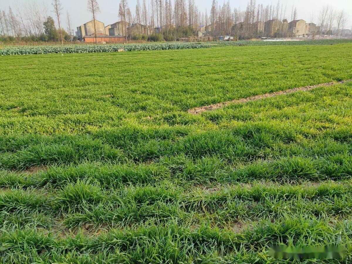 冬野之四:麦地,在值守整个冬天的田野_冬日_麦苗_原野