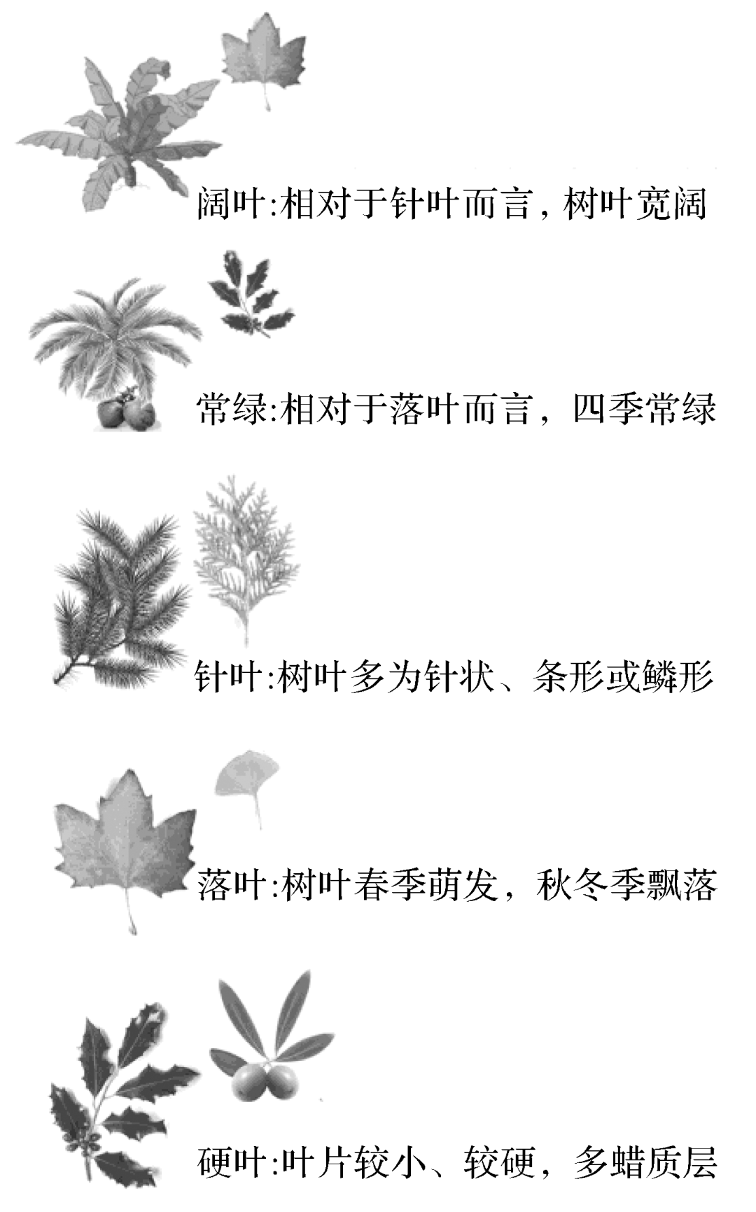 【植物地理】地理教学中的革质叶片与蜡质叶片,地理视角看新教材植被