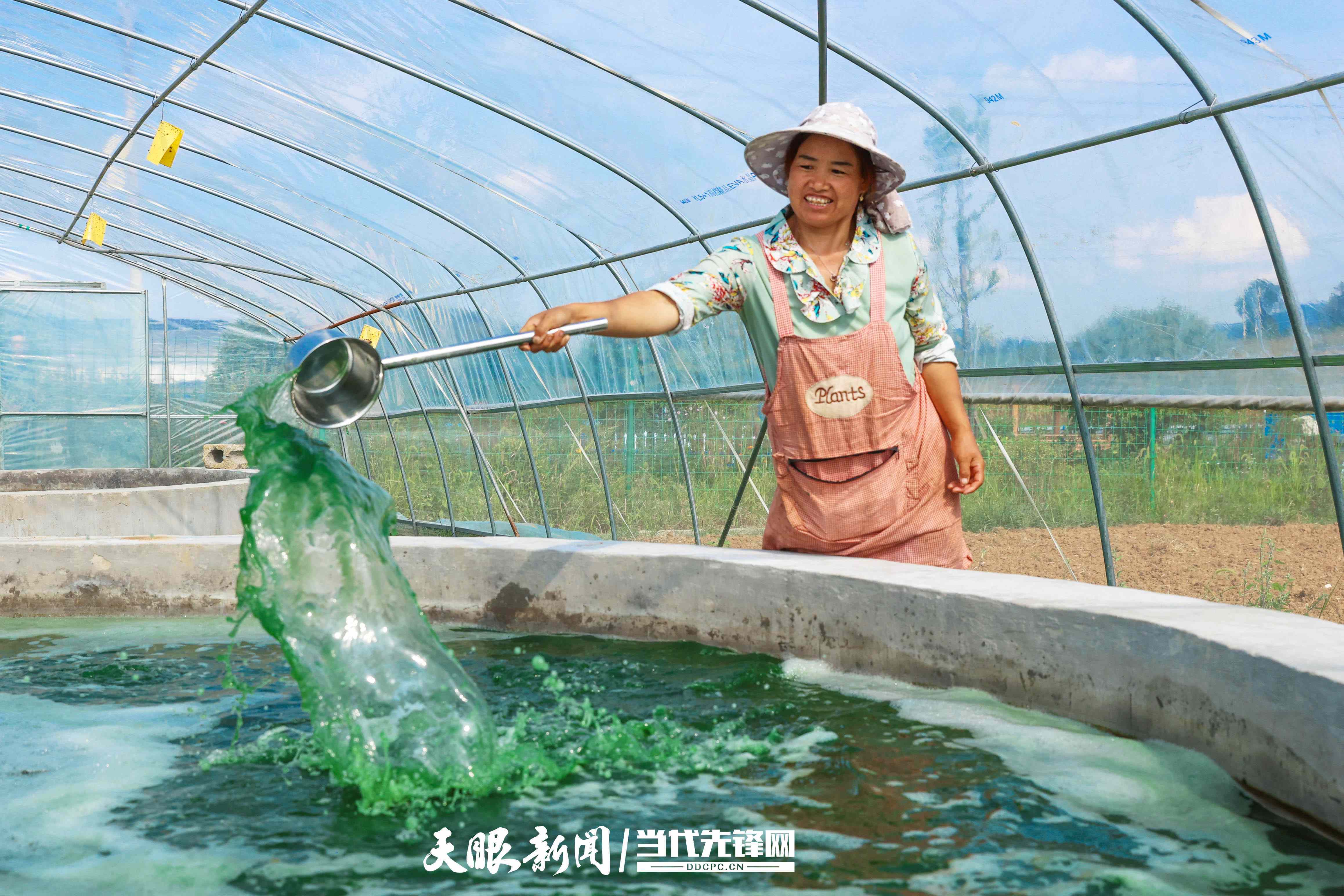 贵州省首个微藻养殖项目引领毕节减污降碳新示范:微藻固碳向绿行_傅彬_发展_二氧化碳