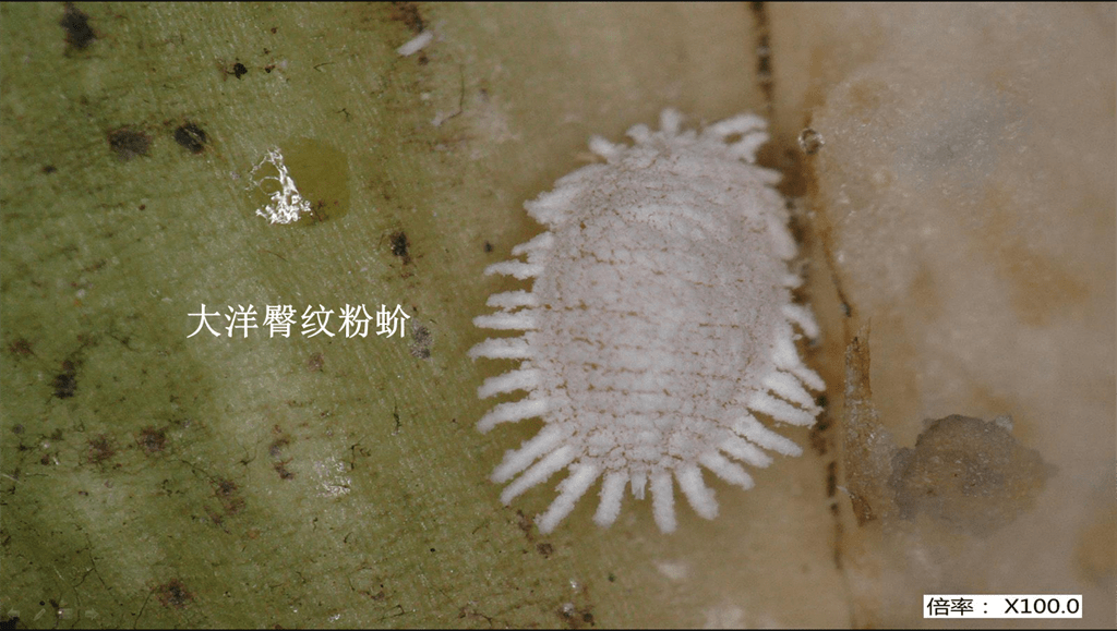 臀纹粉蚧,1批检出大洋臀纹粉蚧和可可花瘿病菌,1批检出新菠萝灰粉蚧