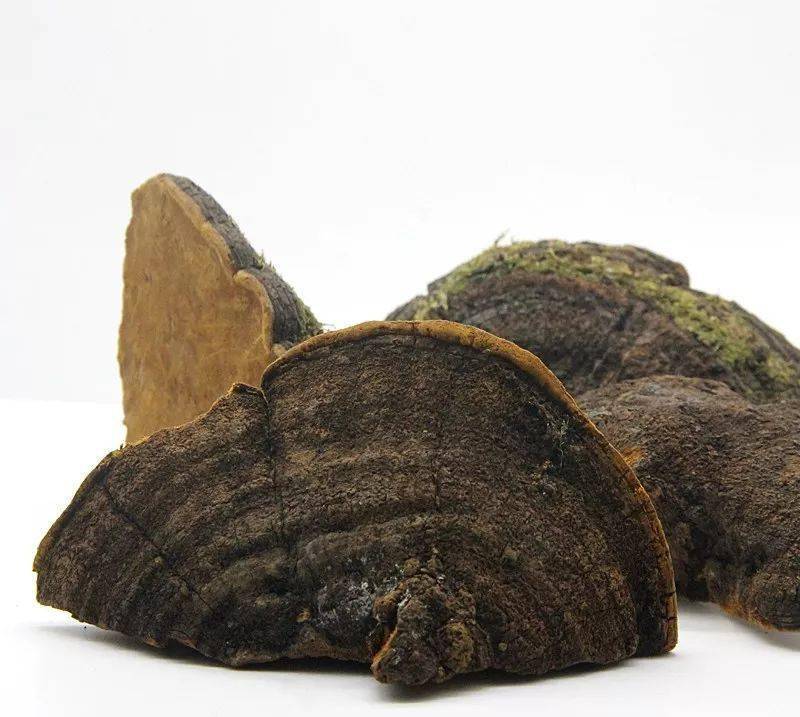 中医认为桑黄是一种名贵中药,能利五脏,软坚,排毒,止血,活血,和胃止泻