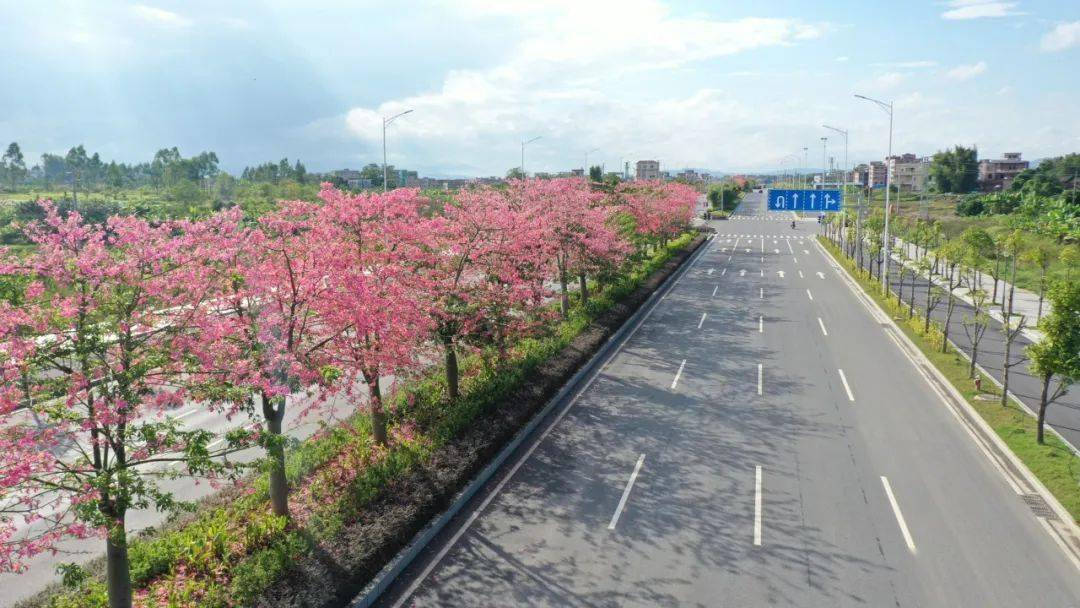 罗定这条的最美公路,超适合骑行,徒步,拍照……_环市南路_木棉_锻炼