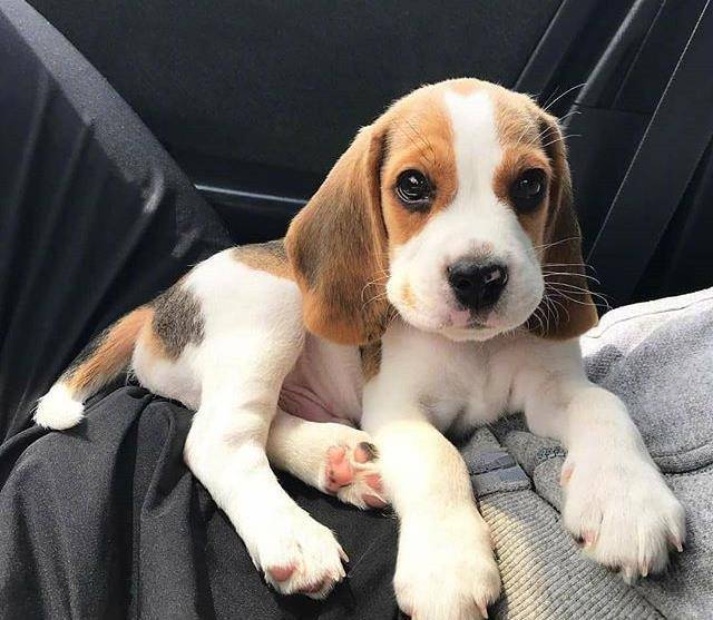 感受一下这只大耳朵和萌萌的外表小恶魔狗砸吧!_样子