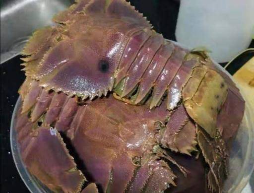 只见琵琶虾的头部和海鲎还是很像的,只是海鲎有细长的尾巴,它没有而已