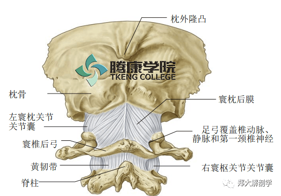 颈囊韧带:颈椎不稳 慢性颈椎痛极易被忽视的原因_关节_运动_椎间盘