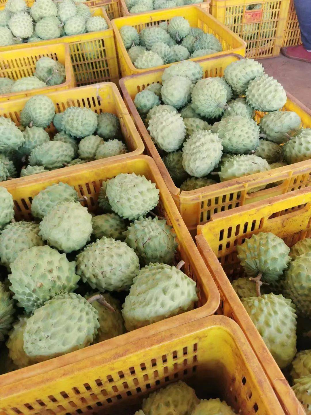 產地食材 ▎當季新鮮釋迦果,甜而不膩,軟糯多汁～_口感_生活_食用