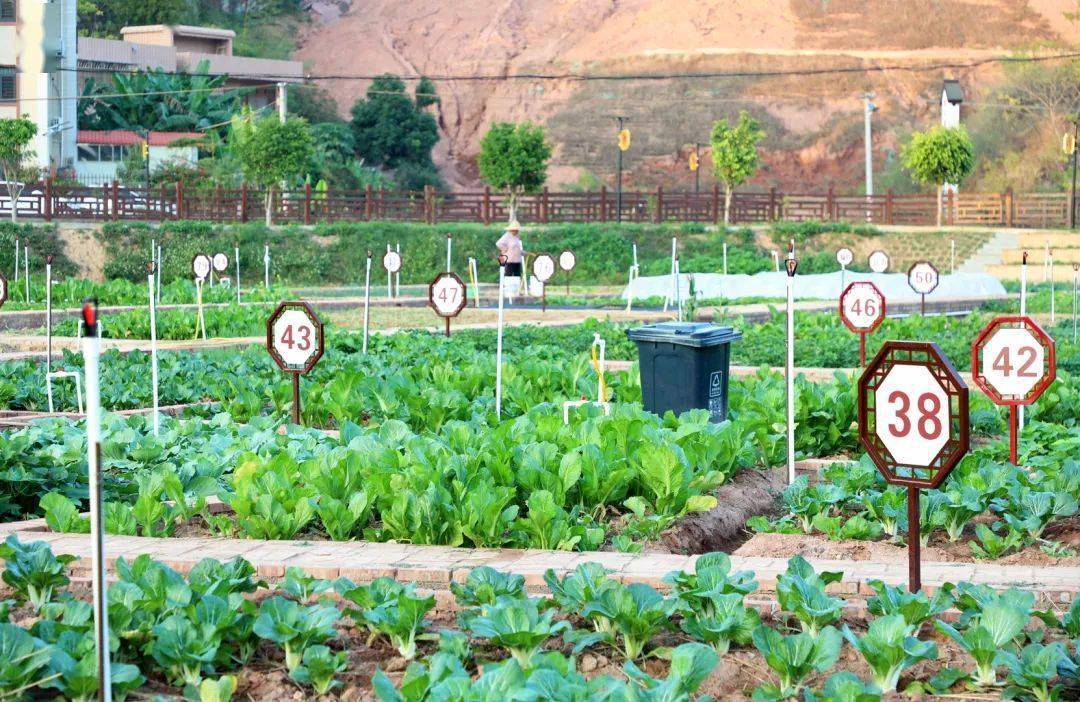 龙川县板塘村撂荒地变"共享菜园"!_村民_市民_乡村