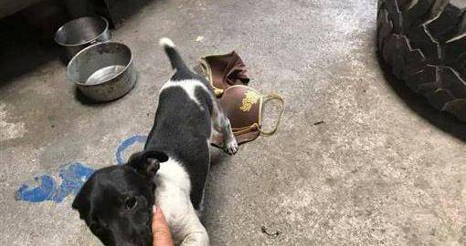 带狗狗去散步, 这货竟然把邻居家这个给吊回来了, 我该怎么办_主人