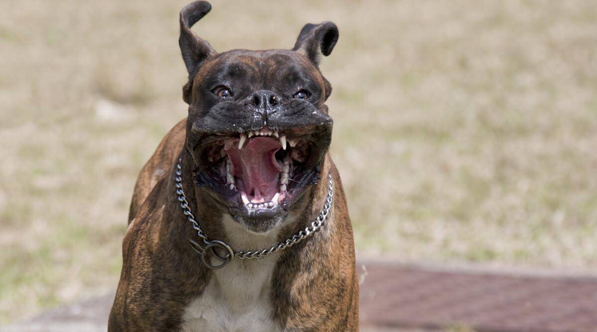 大型恶犬图片图片