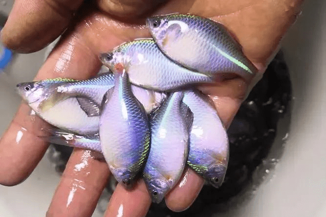 这种河鲜叫做鳑鲏鱼,跟我念pangpiyu,这种鱼又称四方皮,镜鱼,彩圆儿