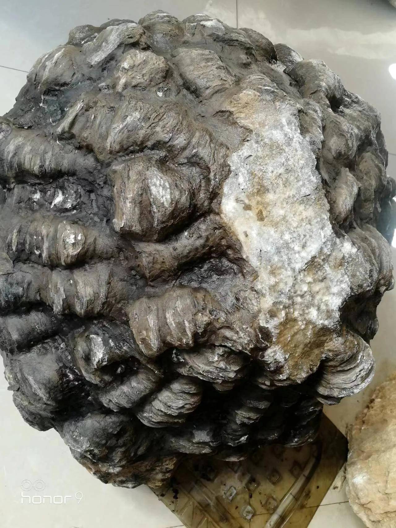 云南陆良:观赏石协会会长近日再获一宝_化石_赵英_顶端