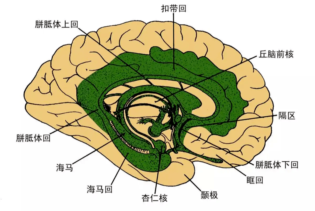 最新研究显示,孩子做白日梦不是偷懒,而是大脑在忙着记忆_信息_工作