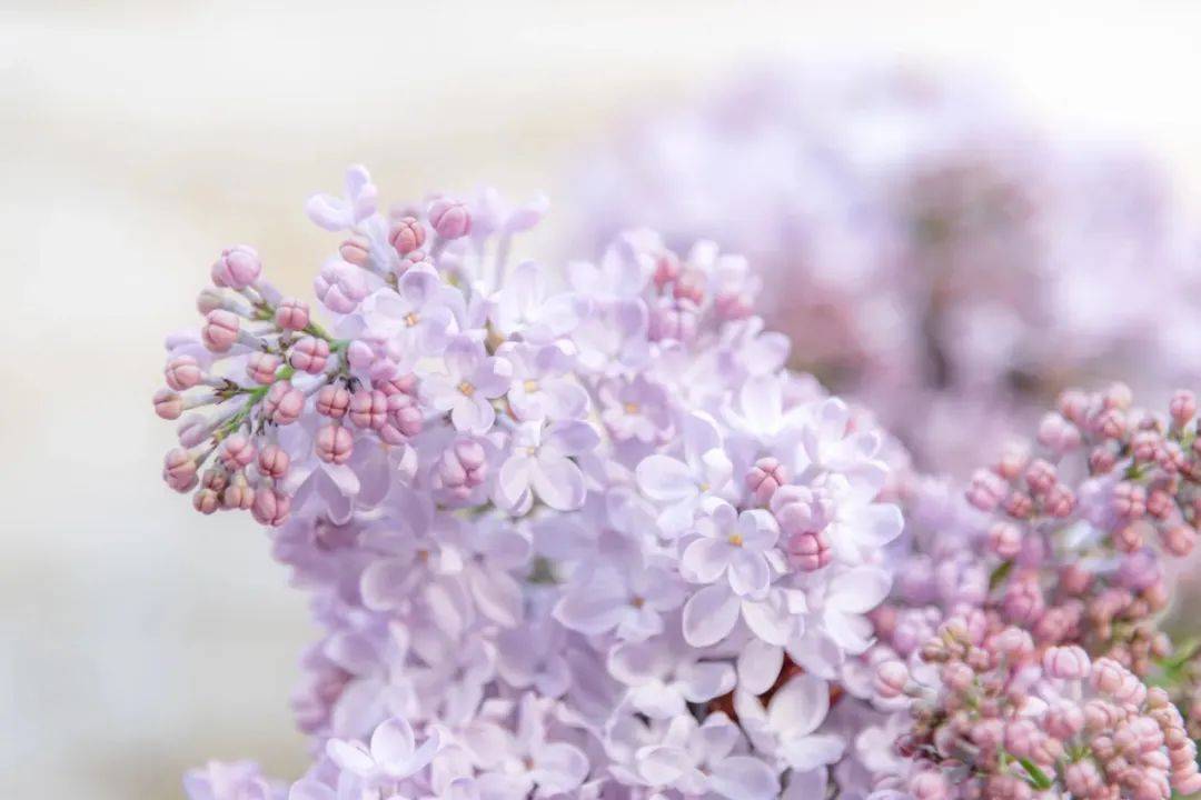 OLED电视海外中国市场双降,LG创维谁是最大输家?-家电圈官网