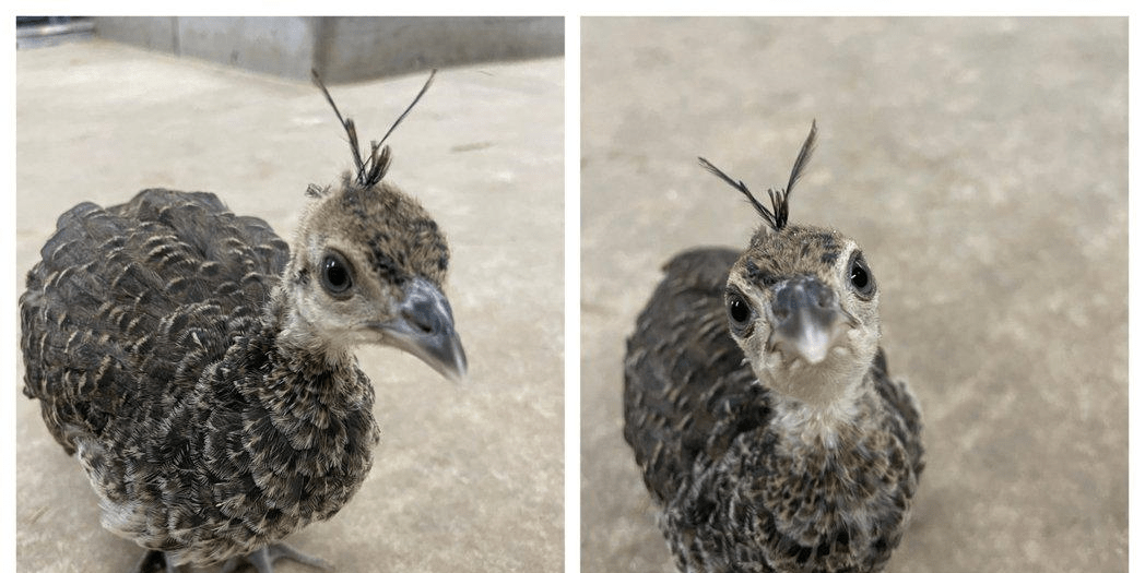 照片_孔雀_小时候