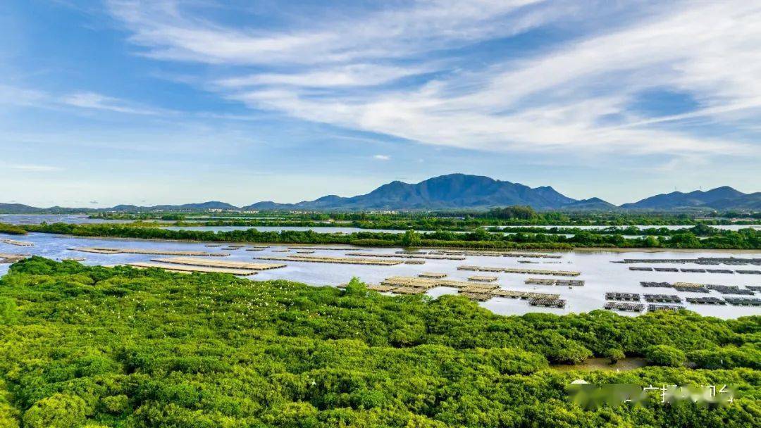 【蚝美阳西】15000亩红树林成就了优质的程村蚝