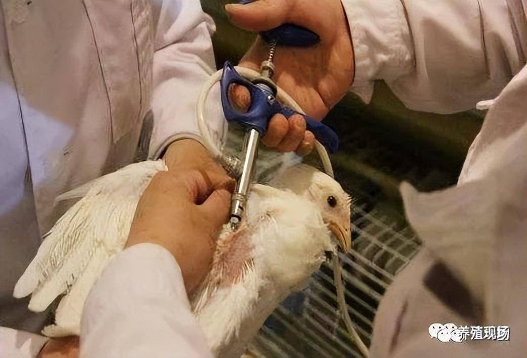 鸡注射疫苗部位图解图片
