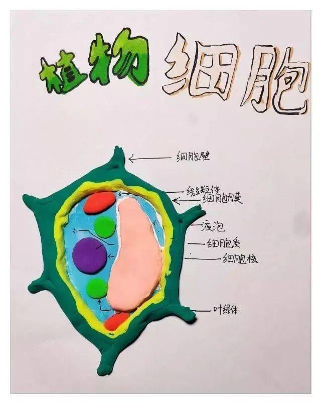 动植物细胞手抄报初一图片