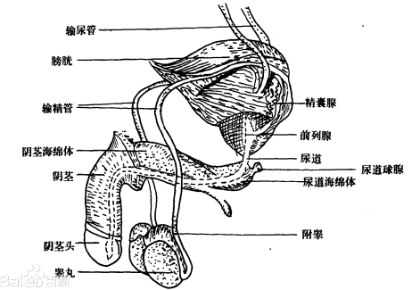 男性尿道球腺图片