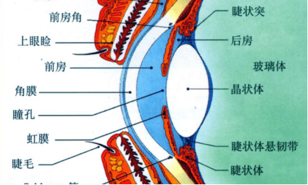 眼睛前房是哪里图解图片
