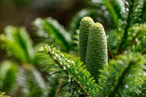 百山祖冷杉保护成果发布:从自然繁衍极困难到回归种植