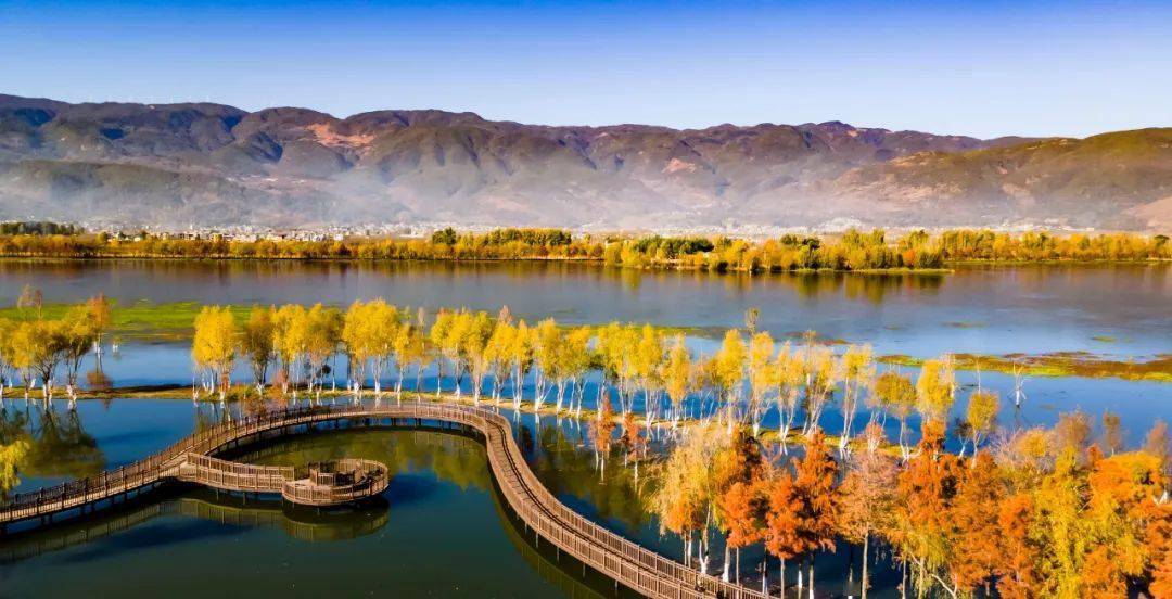 茈碧湖的水杉美得像油画_冬日_色彩_红色