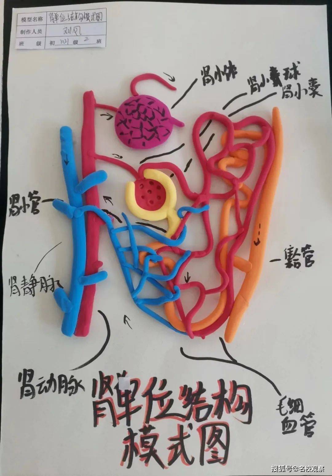 自制肾单位简易模型图片