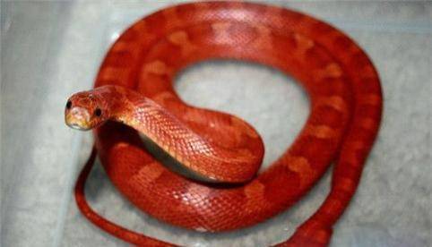 《山海经》记载的一种怪蛇,红色,以树木为食,你还是蛇吗?