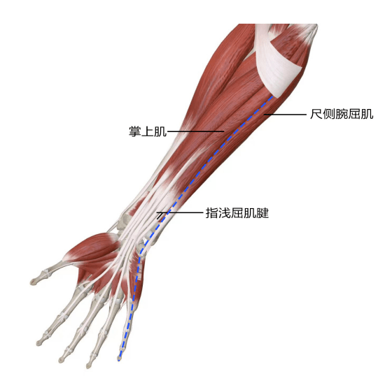 【寻筋探穴】上肢内向筋膜线和手少阴心经的碰撞_运动_损伤_功能