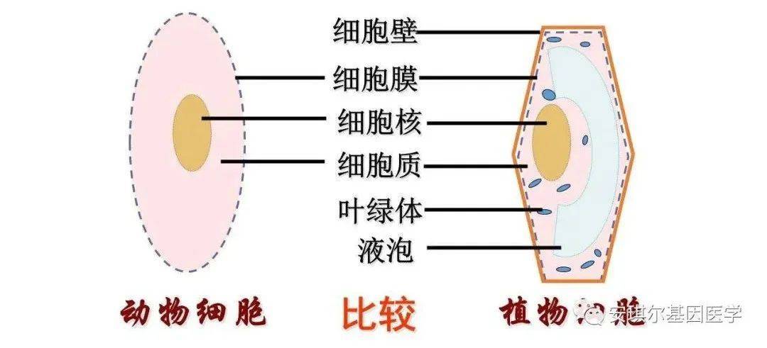 细胞是什么?_生物体_物质_植物