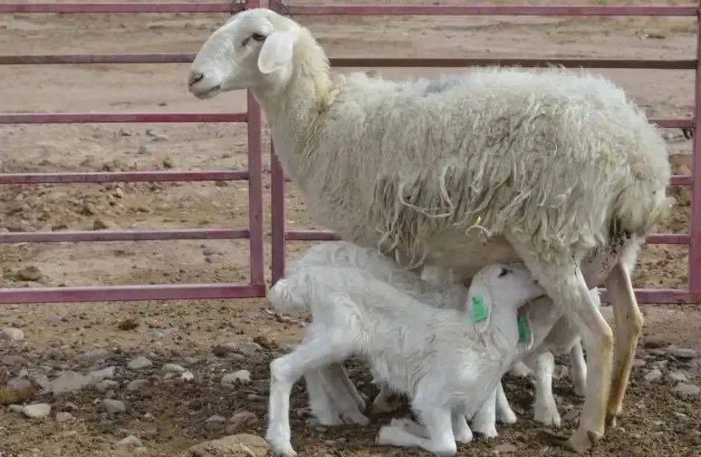 谨记"一不要两要",助力繁殖母羊催肥!——奕牧堂_进行_产品_体重