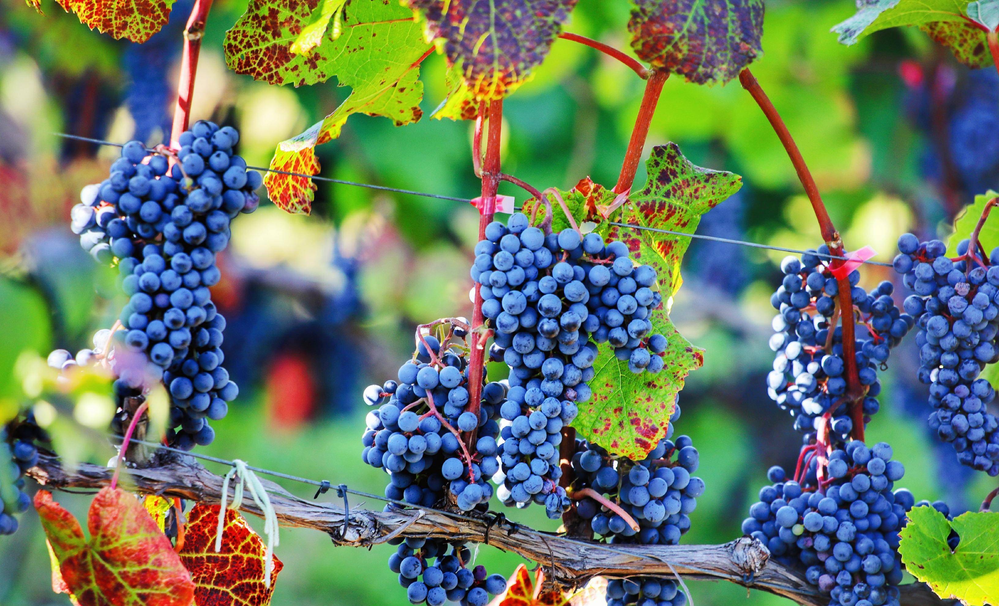 东北超低调的边境小城,紧邻鸭绿江,森林茂密物产丰富,特别宜居_集安