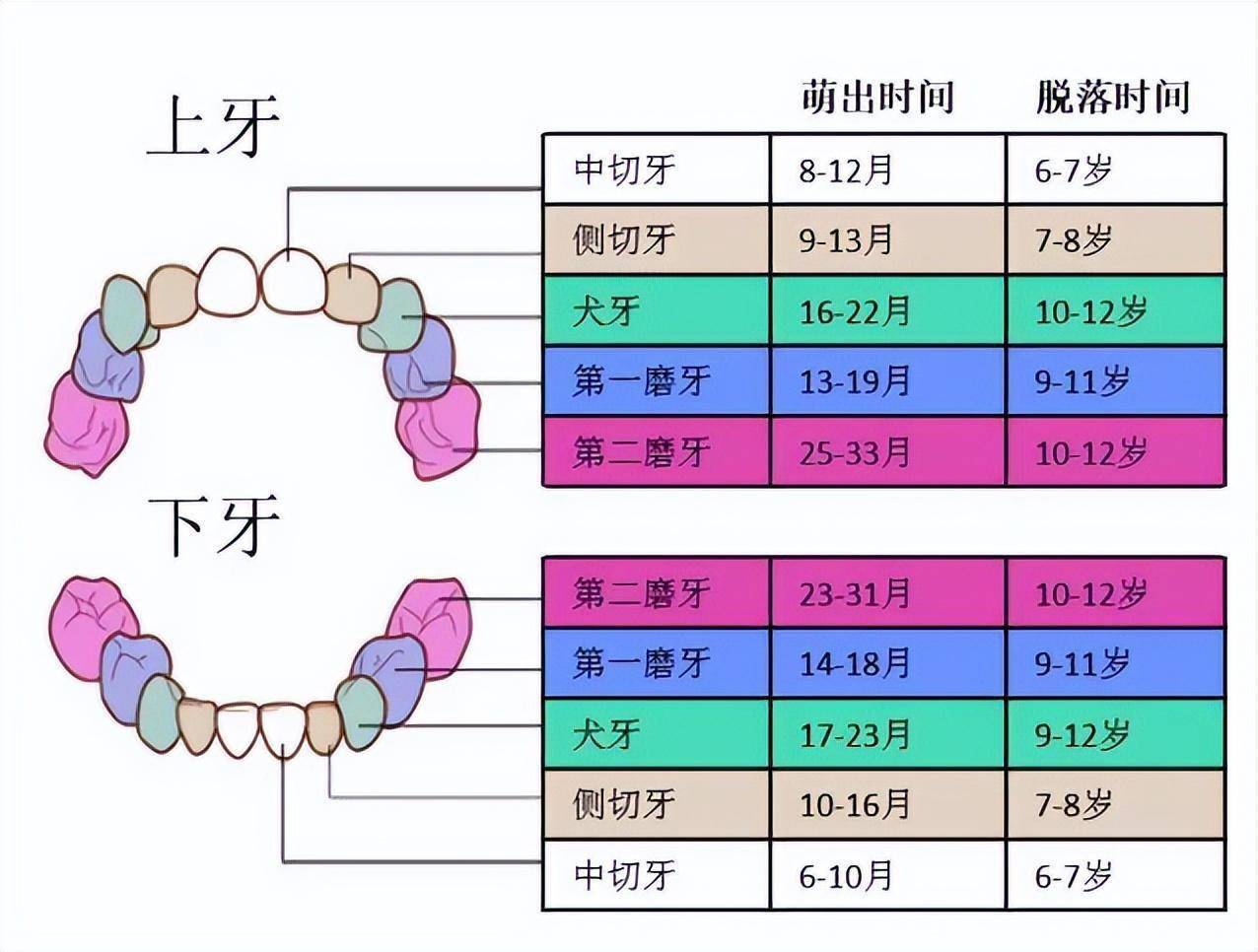 6大换牙难题,专家说大实话