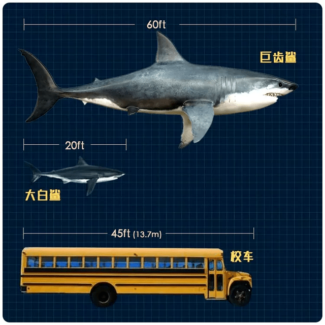 鲨鱼大小体型排行图图片