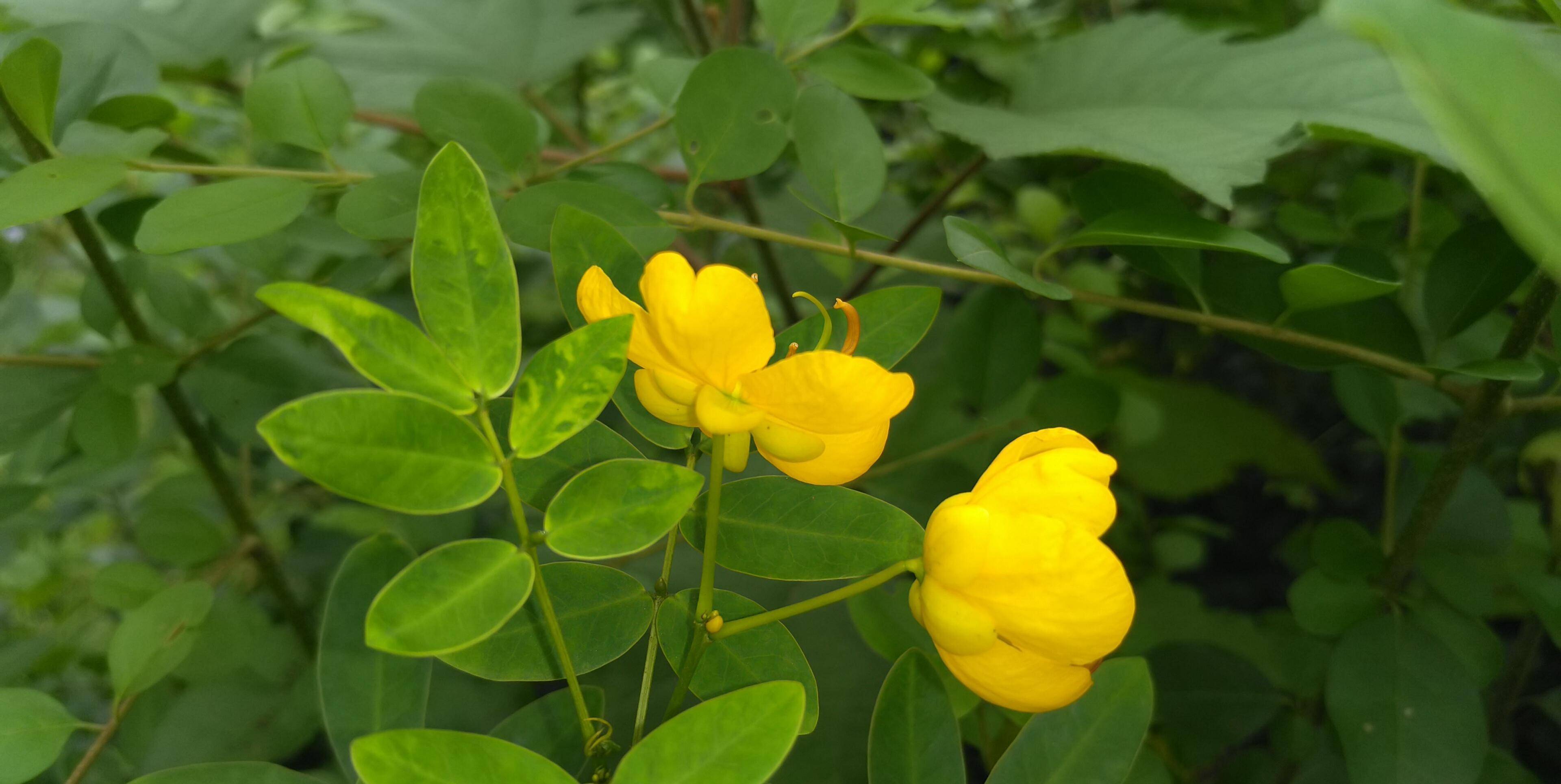 双荚决明花期图片