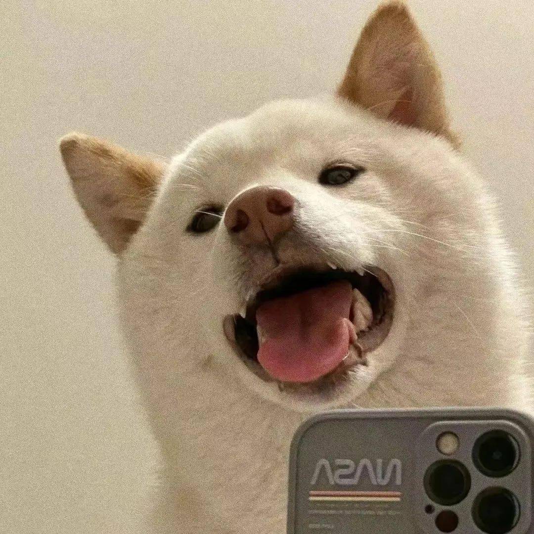 头像| 精致且耐看的微信头像