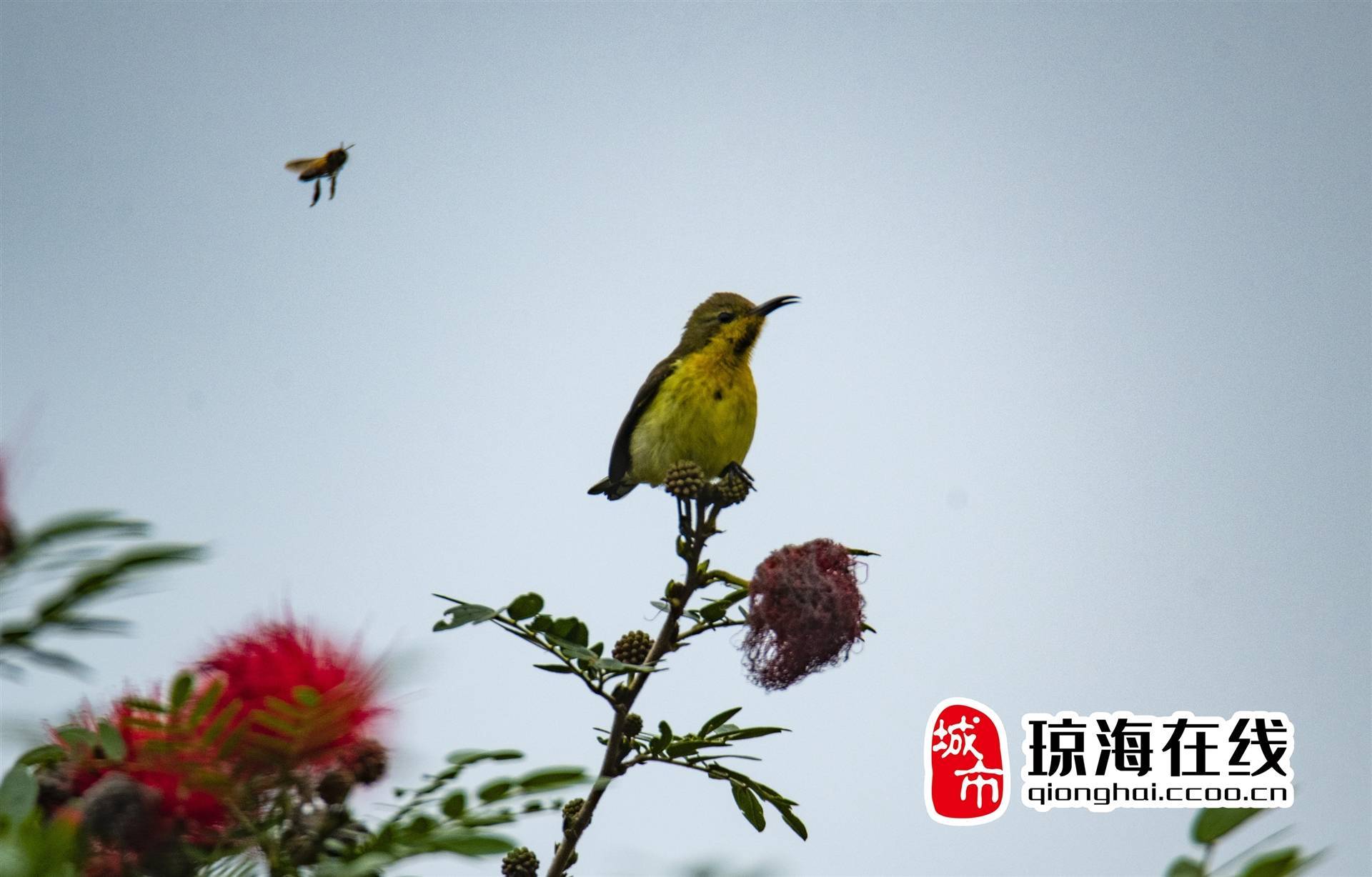 图说琼海丨宜居嘉积 柳绿桃红