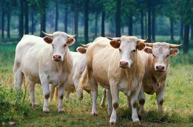养殖新手入门:辽育白牛育肥饲养的技术要点!
