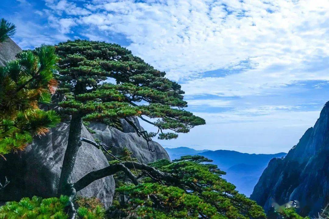 黄山:奇松百态争秀_精神_老街_中国