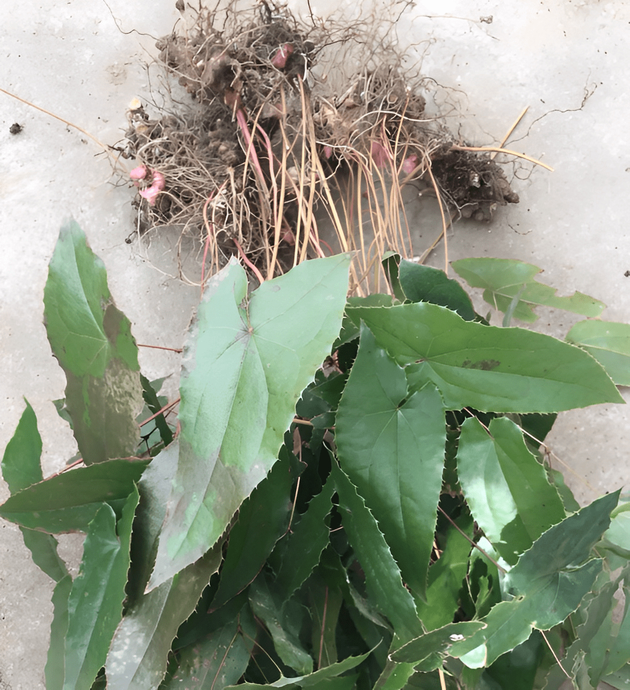 人称"补肾草",有着翠绿的叶片,株高仅30厘米,却十分有价值_野草_植物