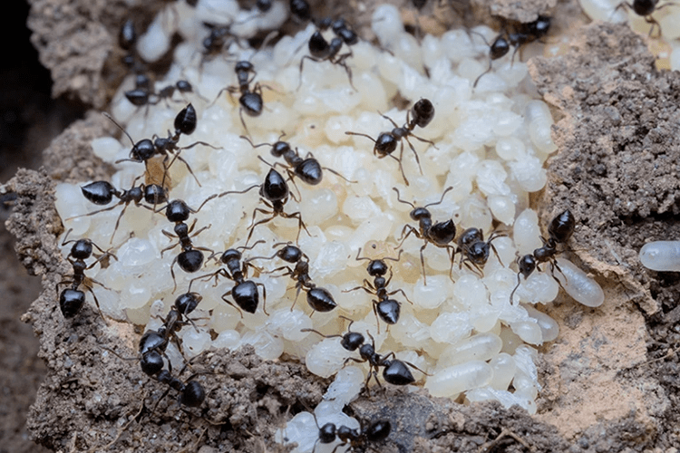 新发现:蚂蚁蛹会分泌"乳汁"喂养蚁群_分泌物_幼虫_社会化