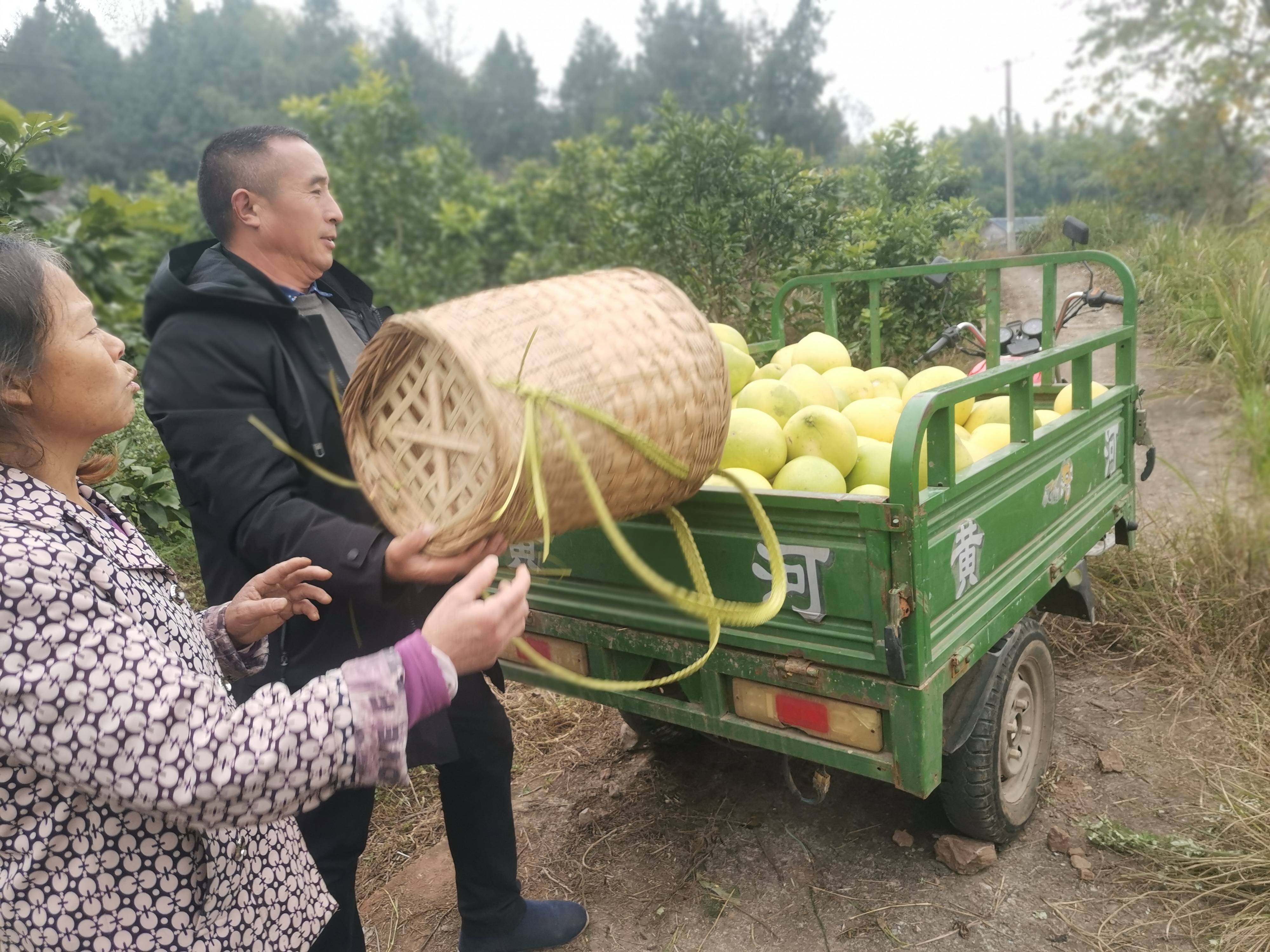 忠县新立镇青台村:300亩柚子丰收采摘忙_蜜柚_游客_农户