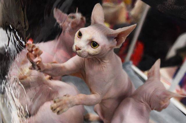 猫咪_茶杯_耳猫