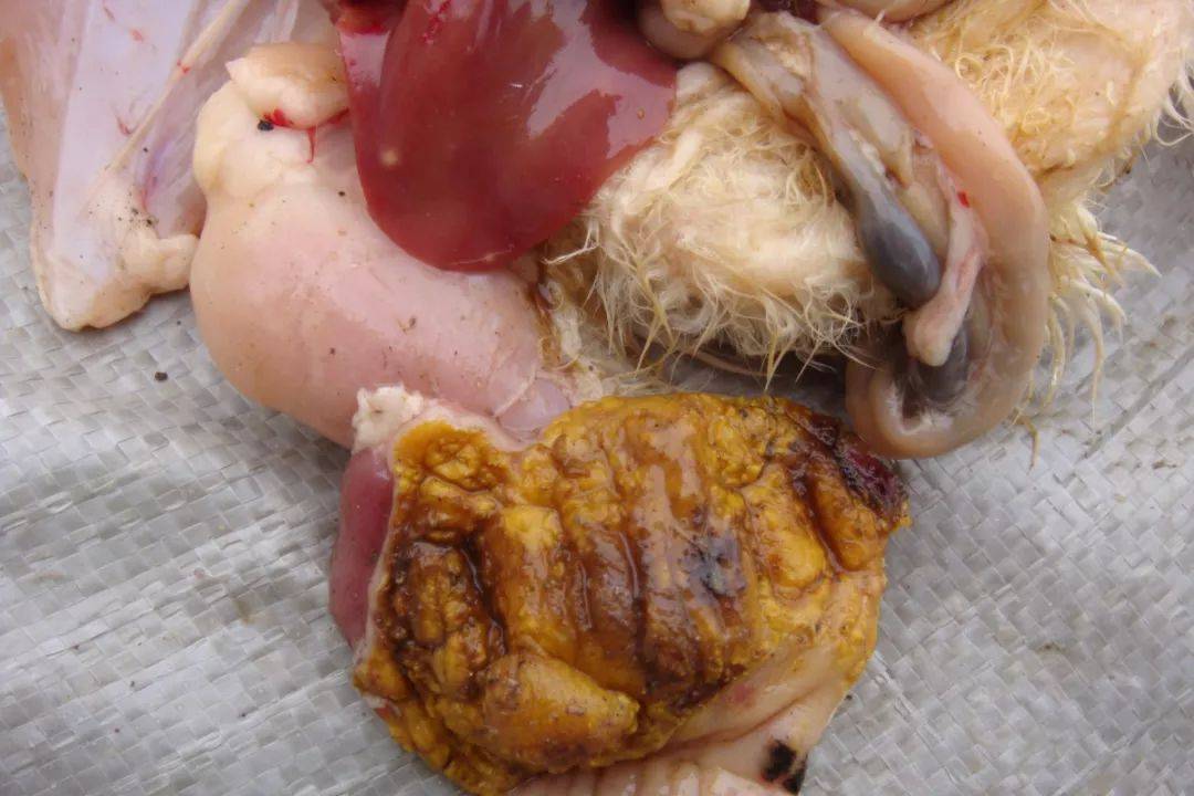 鸡肌胃,腺胃炎的病因及防制!