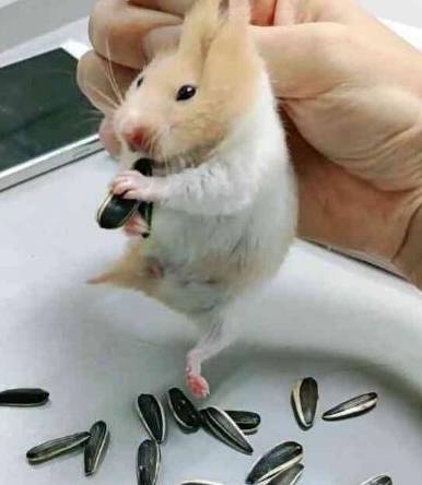 主人叫仓鼠吐瓜子,一口气吐了28粒,乖宝宝要被气哭了!_网友_宠物_生活