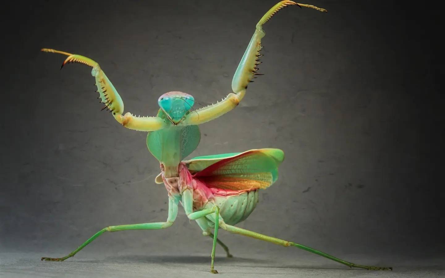 残忍的精灵:螳螂手持双刀,身披锦缎,是不走寻常路的顶级猎食者_飞行