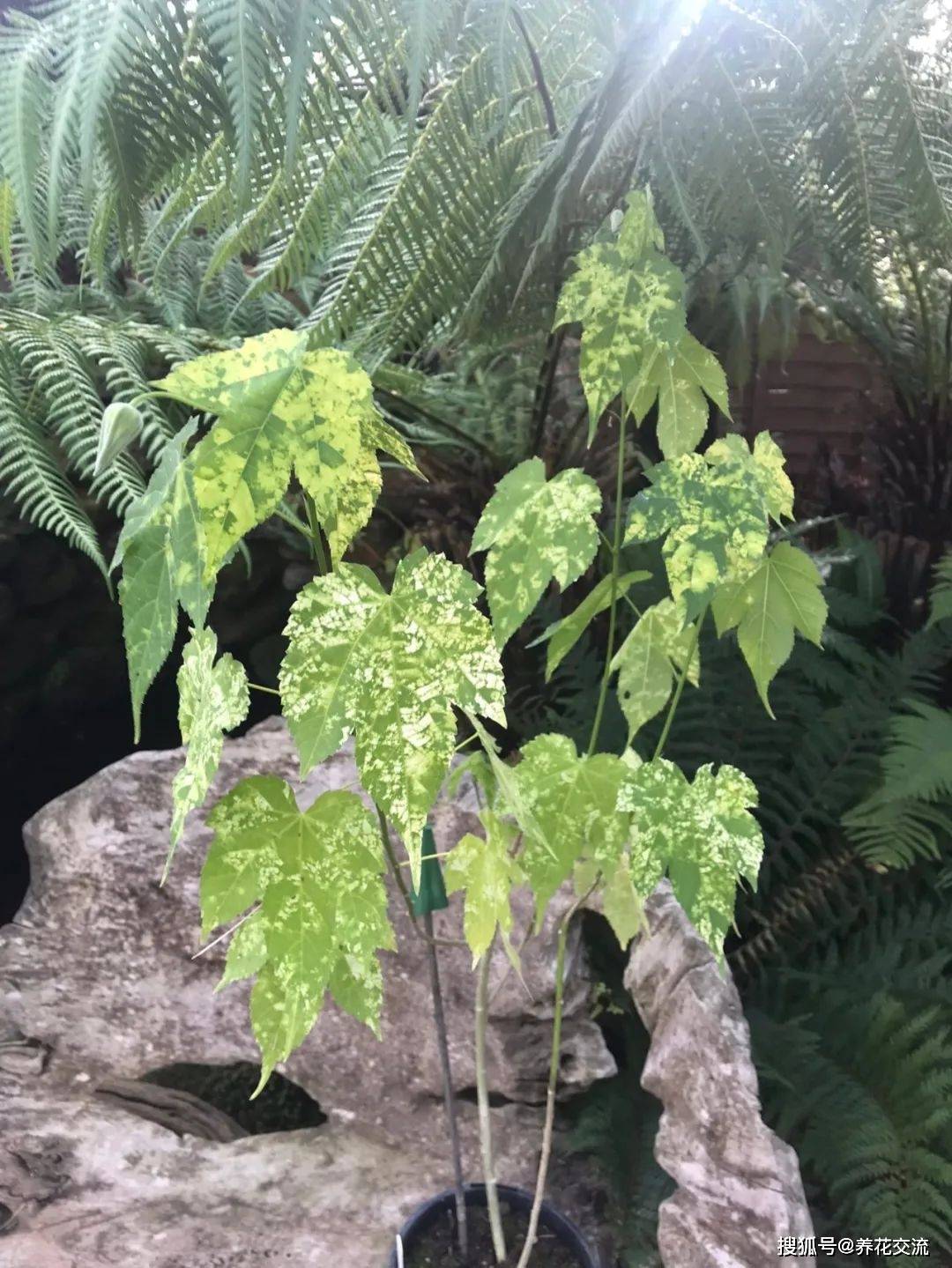 可以长得很好的5种灌木花卉冬春时节真少不了这些花