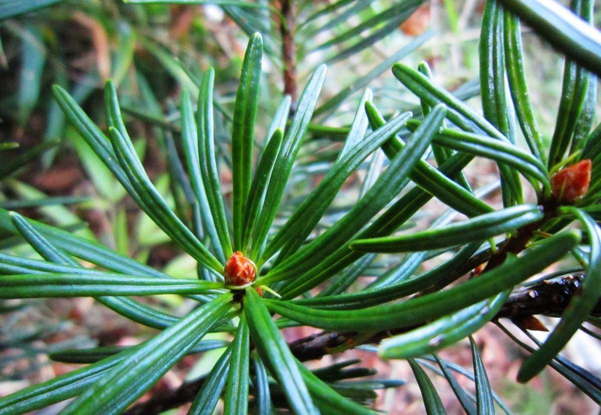 它是植物界的大熊猫,是我国的一级保护植物,若在山里见到请珍惜_农村